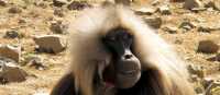 Gelada in the Simien Mountains | Fiona Windon