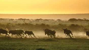 The wildebeest run from a hyena as the sun rises over Kenya | David Lazar