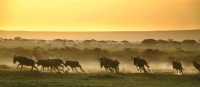 The wildebeest run from a hyena as the sun rises over Kenya | David Lazar