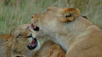 Lioness with cubs in the Masai Mara | Sue Badyari