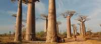 Huge baobab trees | Chris Buykx