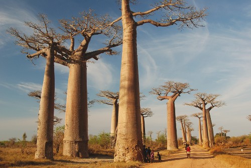 Huge baobab trees - <i>Photo: Chris Buykx</i>