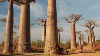 Huge baobab trees | Chris Buykx
