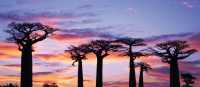 Stunning sunset behind baobab trees | Gesine Cheung