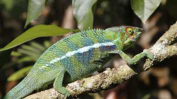 The intriguing chameleon | Ian Williams