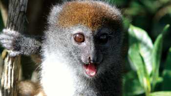 Local Lemur swinging in the tree tops | Ian Williams