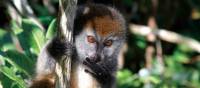 Cheeky lemur playing in the tree tops | Ian Williams