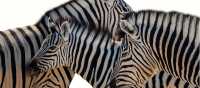 Zebra in Etosha National Park | Peter Walton