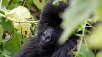 Rwanda is the home to one third of the worlds remaining Mountain Gorillas | Ian Williams