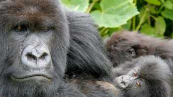 Up close and personal with the Gorillas in Rwanda | Ian Williams
