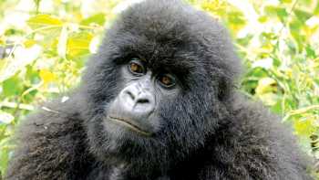 Up close and personal with a curious mountain gorilla | Gesine Cheung