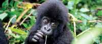 Cute face of an infant mountain gorilla in Rwanda | Gesine Cheung