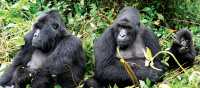 Family of mountain gorillas enjoying the sunshine | Gesine Cheung