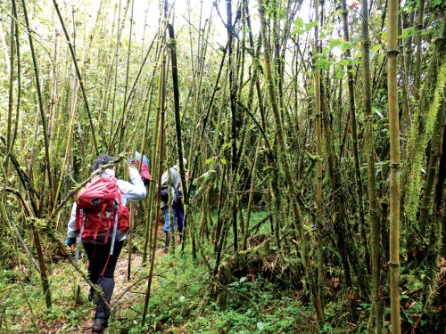 Trekking through Volcanoes National Park in search of mountain gorillas - <i>Photo: Gesine Cheung</i>