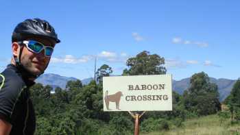 Baboon Crossing whilst cycling in South Africa