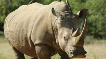 A lone rhino in Swaziland