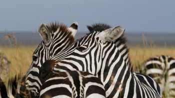 A place to rest your head | Ian Williams