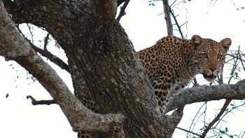 The ever elusive leopard | Pat Collins
