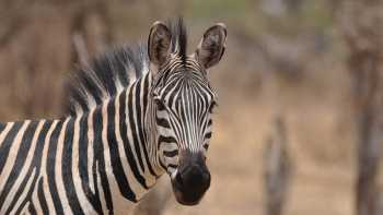 A lone Serengeti Zebra | Peter Brooke