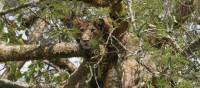 Tree climbing lion in Queen Elizabeth National Park | Ian Williams