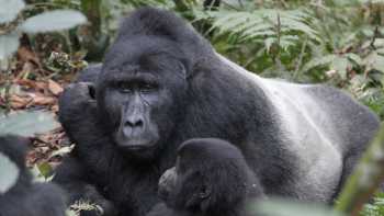 Gorilla family take a rest in Bwindi National Park | Ian Williams