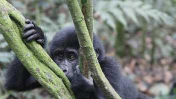 Curious young gorilla in Bwindi National Park | Ian Williams