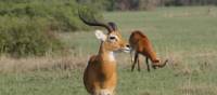 The Ugandan Kob is the country's national animal | Ian Williams