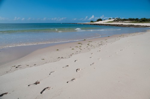 Footprints along the coast of Mozambique - <i>Photo: Bruce Taylor</i>
