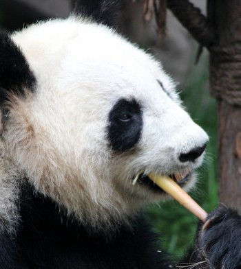Exploring the Panda Research Centre in Chengdu - <i>Photo: Alana Johnstone</i>