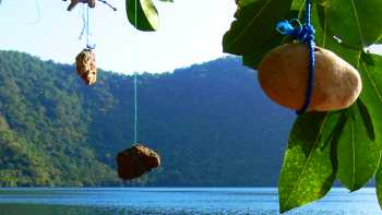 satonda tree | Herman Groves