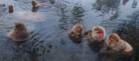 Snow monkeys in hot spring | Felipe Romero Beltran