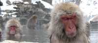 Snow monkeys taking a dip in northern Japan on our 'Snow Monkeys' trip