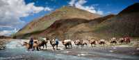 Camel crossing, Mongolia | Cam Cope