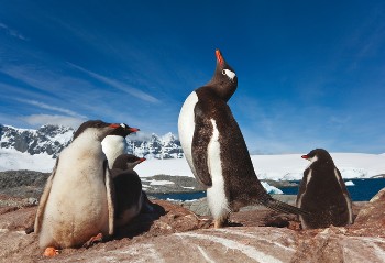 Antarctica's abundance of wildlife include large colonies of Gentoo Penguins - <i>Photo: Peter Walton</i>