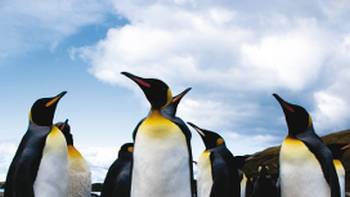 King penguins, South Georgia