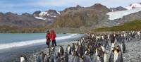 King Penguins on South Georgia | Peter Walton