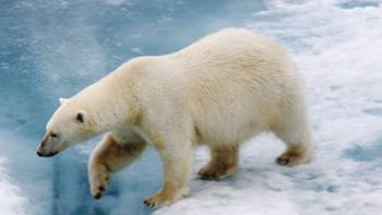 The Polar Bear is native to the Arctic | Bob Muirhead
