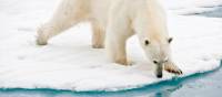 A polar bear at close range in the Arctic | Sue Josephsen