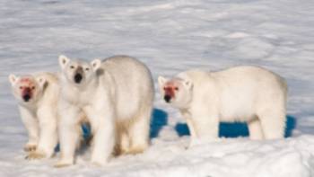 A family of polar bears after feeding | Sue Josephsen