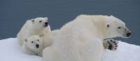 Polar Bears in Spitsbergen | Elaine Clueit