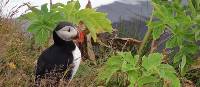 Atlantic Puffin on Iceland's Vestmann Islands | Valerie Deltour