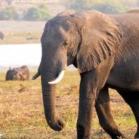 Beautiful African Elephant in the heart of Chobe National Park |  <i>Natalie Tambolash</i>
