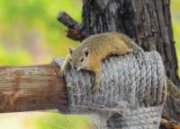 A curious African Squirrel pokes around campsite |  <i>Kylie Turner</i>