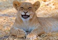 Young lion cub in Chobe National Park, Botswana |  <i>Jez Hollinshead</i>