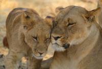 Lion family in Chobe National Park, Botswana |  <i>Jez Hollinshead</i>