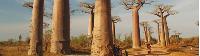 Huge baobab trees in Madagascar -  Photo: Chris Buykx