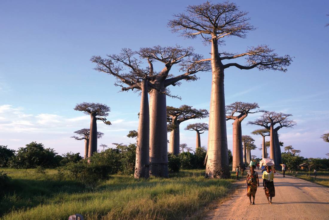 Walking amongst baobab trees in Madagascar |  <i>Gesine Cheung</i>