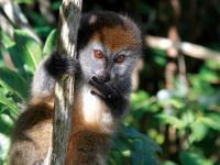 Cheeky lemur playing in the tree tops -  Photo: Ian Williams