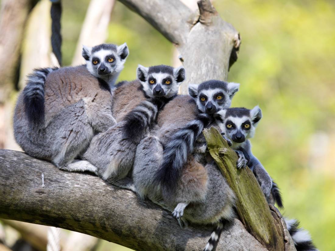 A family of Ring-tailed Lemurs resting on a branch