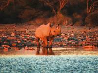 A rhino in Etosha National Park |  <i>Peter Walton</i>